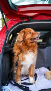 Car Safety for Pets Colorado Springs