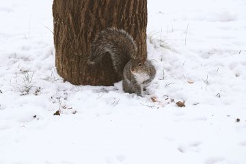 What To Do When You Have Rodents Living In Your Car